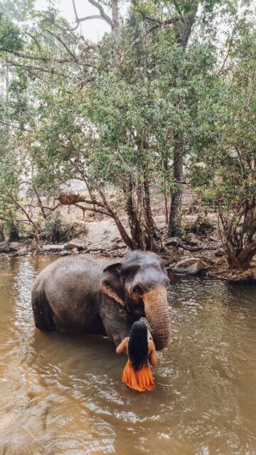 Playtime with elephants at Chai Lai Orchid, Chiang Mai 💙🐘