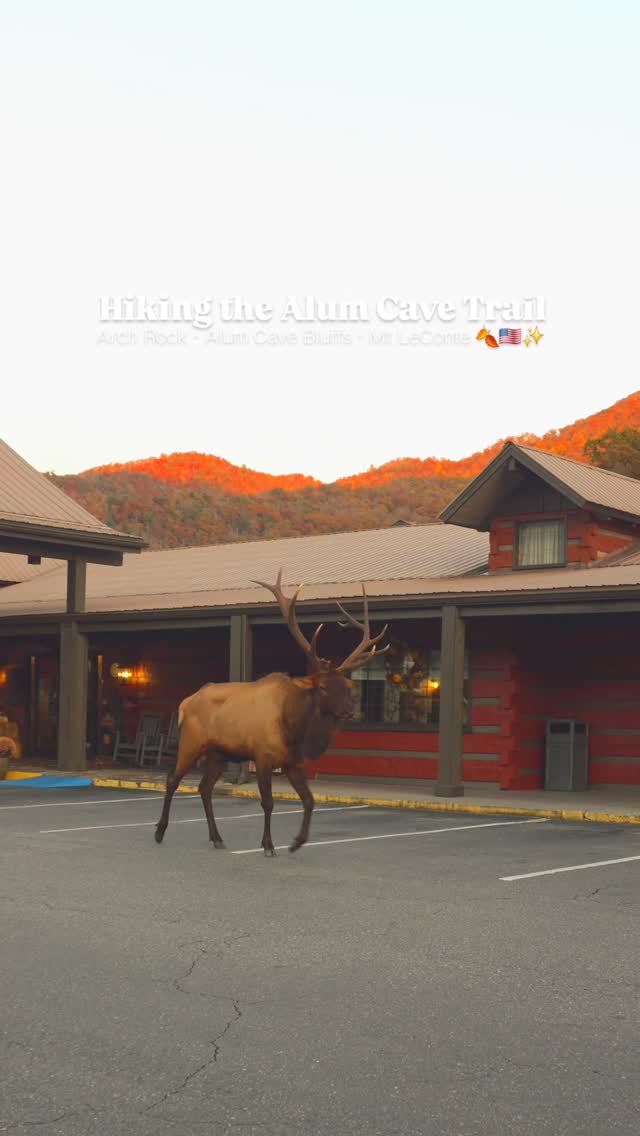 A beautiful fall day hike up to Mt LeConte! 🍂🦌