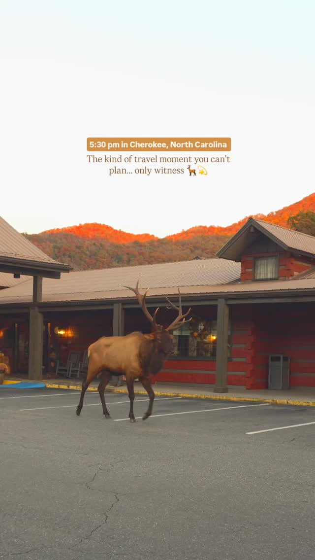 Just another day in Cherokee, North Carolina 🇺🇸🦌
