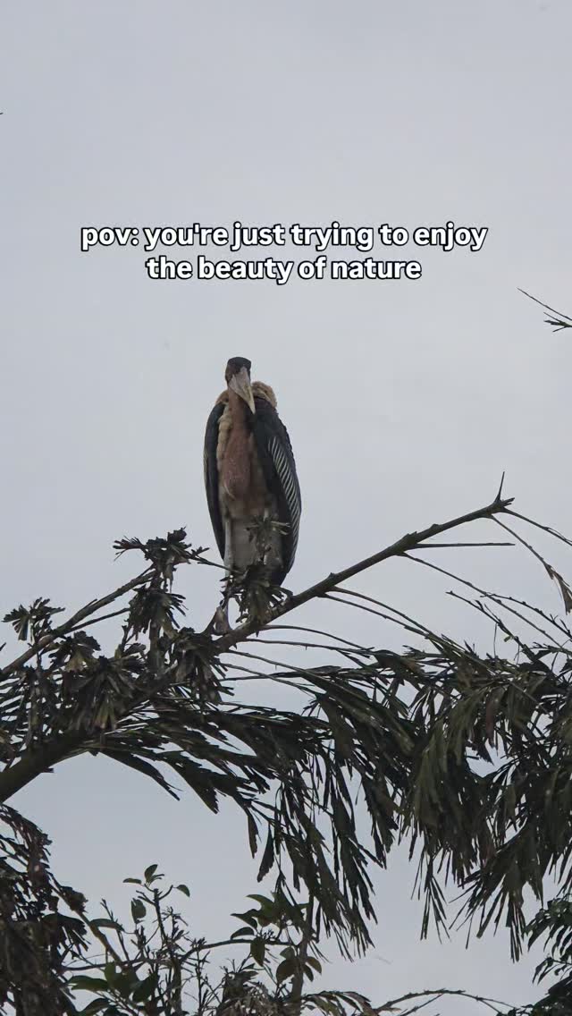 Looked me right in the eye and did that!