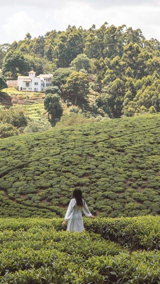 💡 Fun Fact: If you want to taste the BEST Kenyan tea, you’ll have to travel outside the country to do so!
_________________________

Kenya is one of the world’s largest producers of tea, and a great way to spend a weekend in Nairobi is to take a day trip to visit one of its tea farms.

📍 Kiambethu Tea Farm, Limuru 🍵🍃
_________________________

#kiambethuteafarm #limuru #teatime #tealover #teafarm #green #nature #daytrip #nairobi #weekendtrip #thingstodoinnairobi #teatour #travel #uniqueexperience #visitkenya #travelinspiration #nigeriantraveller #travelwithapentokenya #travelwithapen