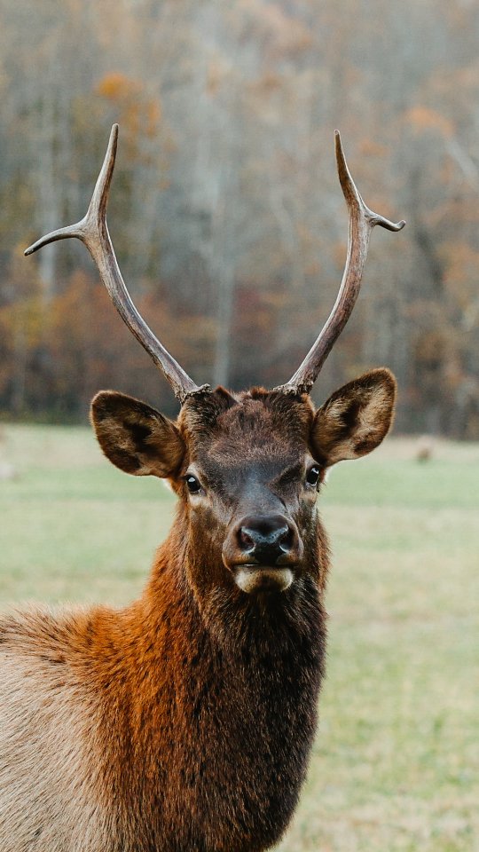 Golden leaves, crisp mountain air, and views so good you have to pull over every five minutes just to stare 🍂✨

We hiked parts of the Appalachian Trail, which felt so surreal because seven years ago, Mark thru-hiked the entire thing - 3,540kms in just 4.5 months. He had to finish fast so he could move to Lagos to be with me 🥹

Now here we are, 5+ years married, hiking these same trails again (not all of it please!), loving to hate it - in the most beautiful season with the most perfect weather. I’m deep in my feelings today - and honestly, just grateful.

Also, congratulations to me because I really carried my eye go market, and congratulations to Mark for marrying me. When he did this trail alone, he saw no views, no golden leaves, no elk… just mosquitoes and rain. I am constantly bringing sunshine into his life 🌞