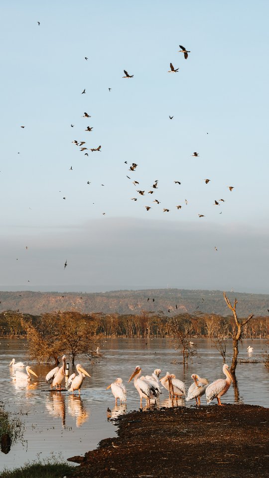 👋🏽 Welcome to my Nairobi Weekender series!
This is a series where share 1-3 day weekend trip ideas from Nairobi...

📍Second spot: Lake Nakuru National Park 🦩, aanother beautiful safari weekend getaway from Nairobi.

Getting there: The drive takes about 3 hours from the city but there's also a considerable amount of driving involved within the park itself.

So, if you opt for a self-drive, I recommend staying at least one night in the area.

Let me know if you've been to Lake Nakuru National Park and pls share your favourite getaways in the comments below 💬.