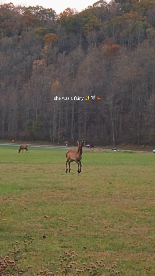 The fairyest elk in the land🦌🥹